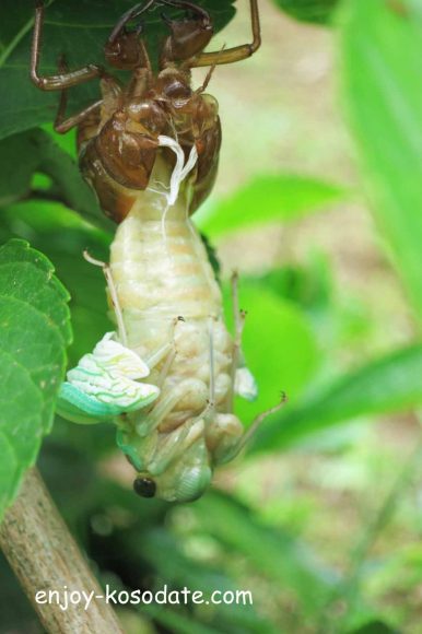 セミが脱皮 羽化 する様子を子供と見た話をまとめました エンジョイ子育て生活